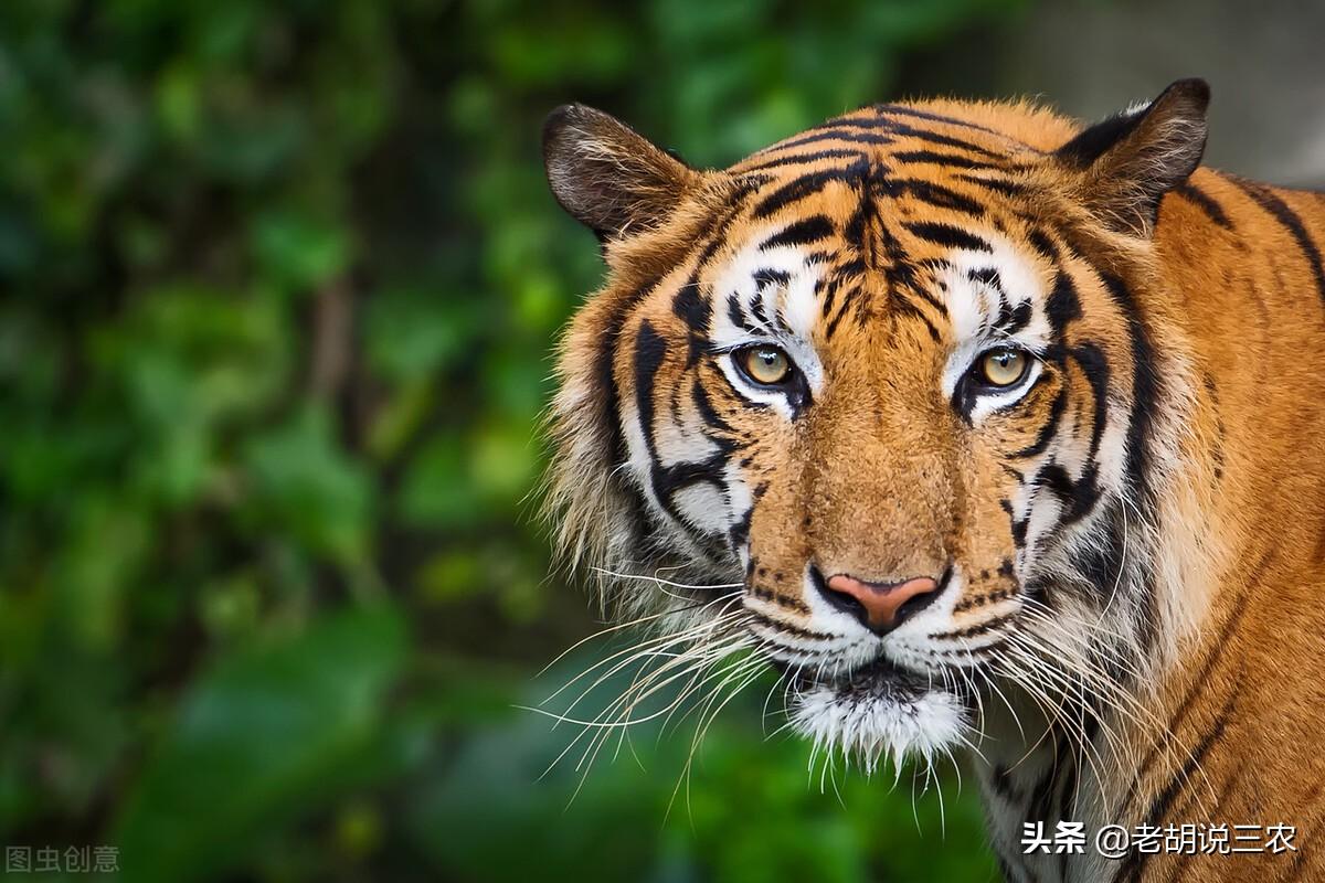 吉林挖机师傅偶遇老虎巡山，惊险瞬间与自然感悟