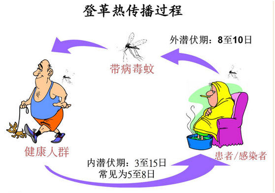 登革热症状与传播性解析，人与人的传播问题探讨