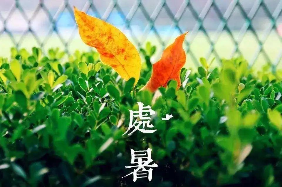 处暑过后炎热持续期预测