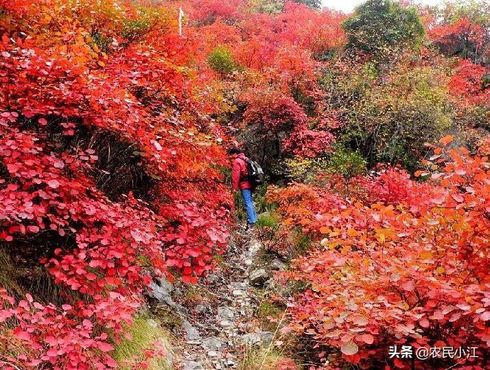 寒露节气，物候特征的独特展现与魅力