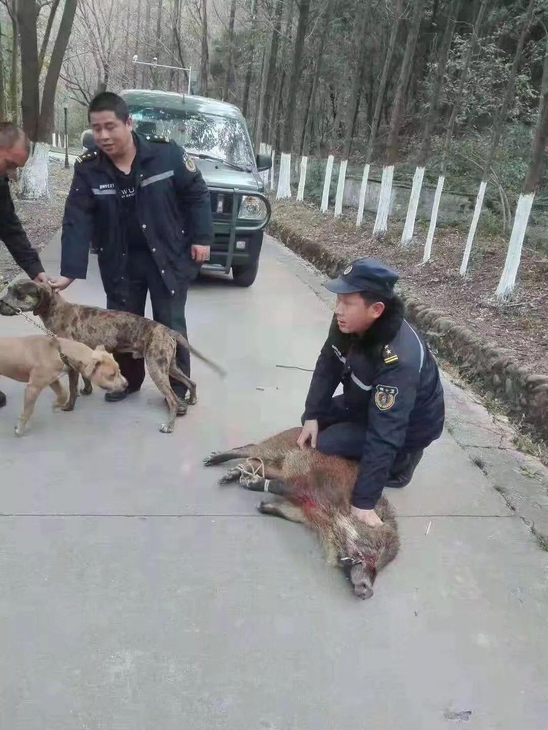 邻居讲述，老人遭野猪撕咬致死惨案