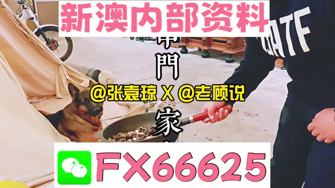 管家婆精准资料大全深度解析与体验，免费资源的探索（4295版）