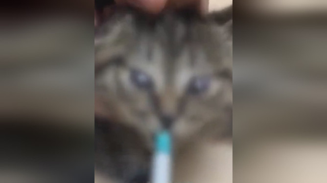 网曝多人合伙虐猫引发道德伦理与社会责任热议