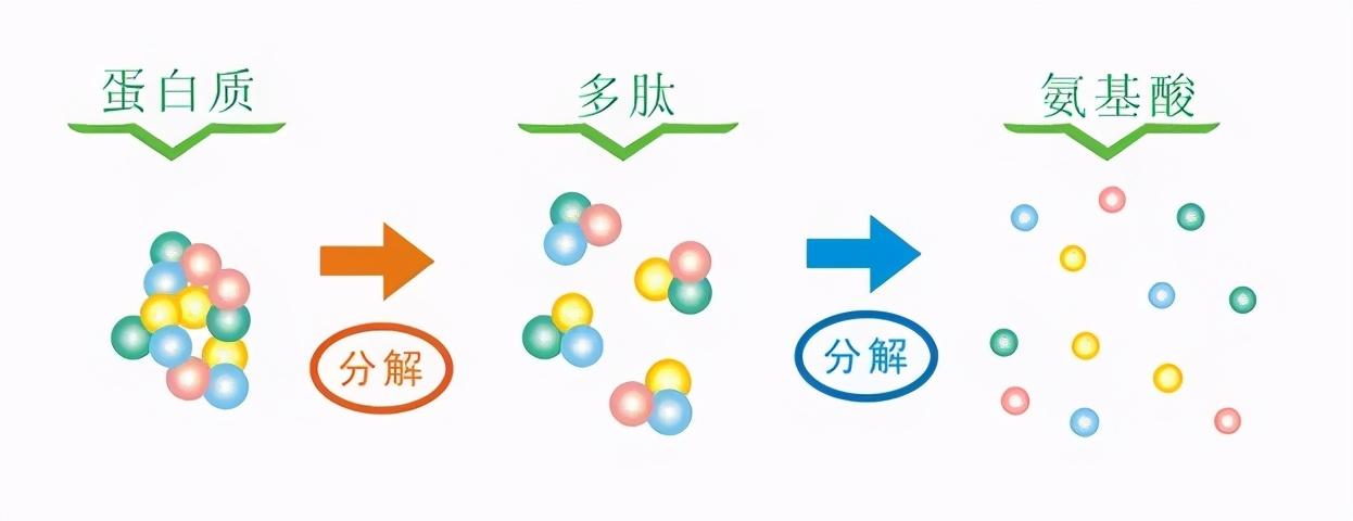 生物科技与人工智能的融合，未来科技发展的无限畅想