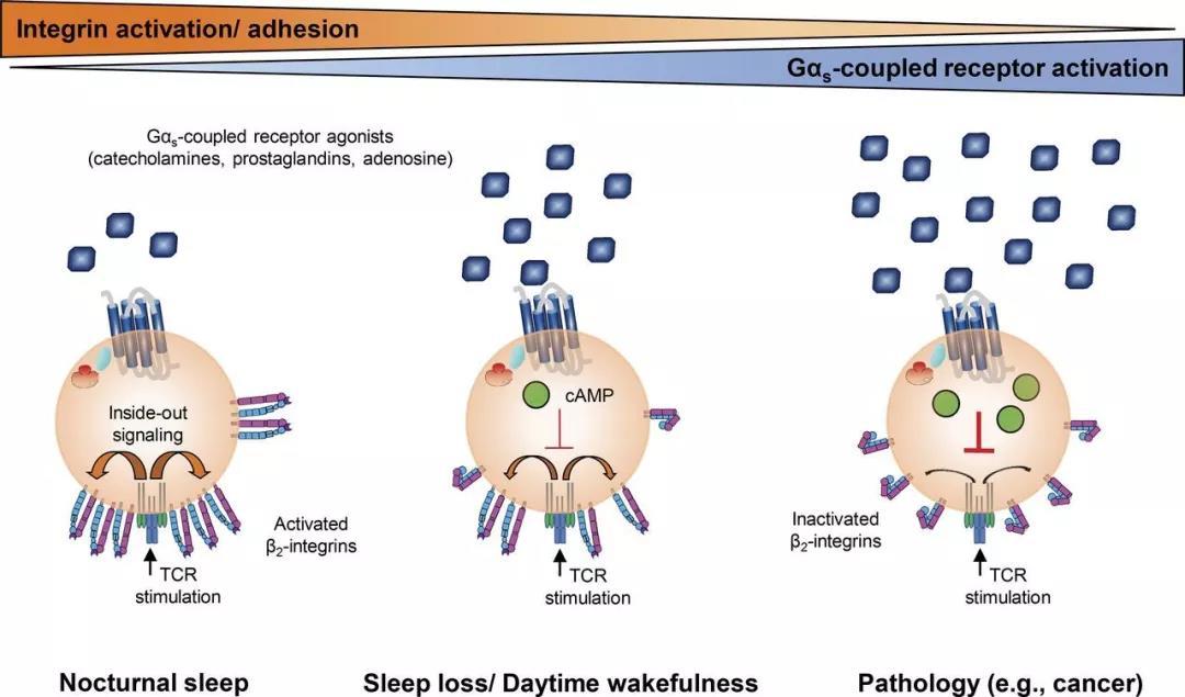 睡眠不足对免疫系统的影响研究揭秘