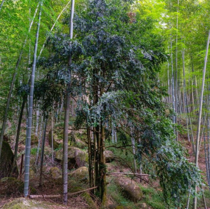 全球生物多样性保护的难点及对策解析