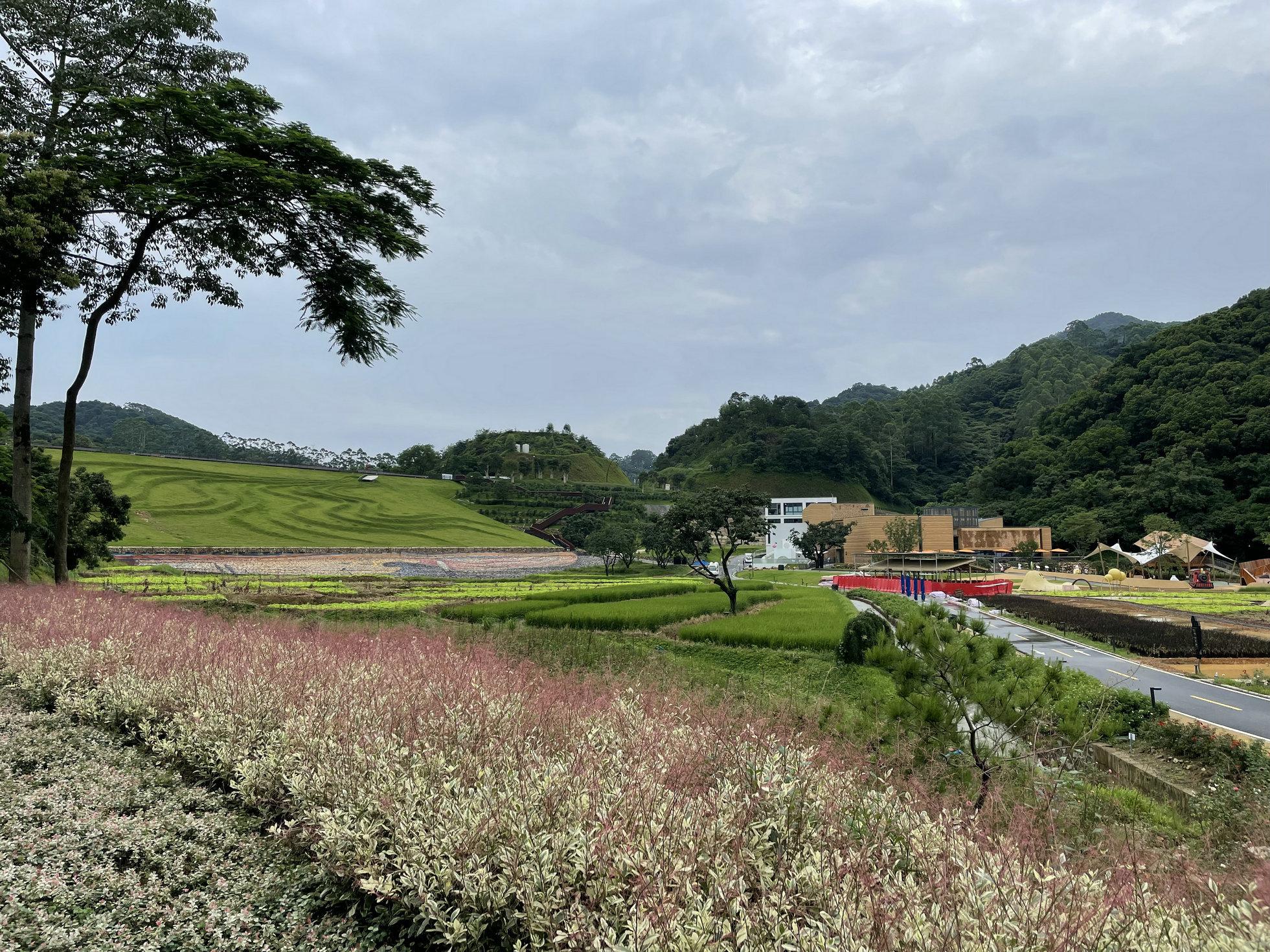 柠檬为何心酸