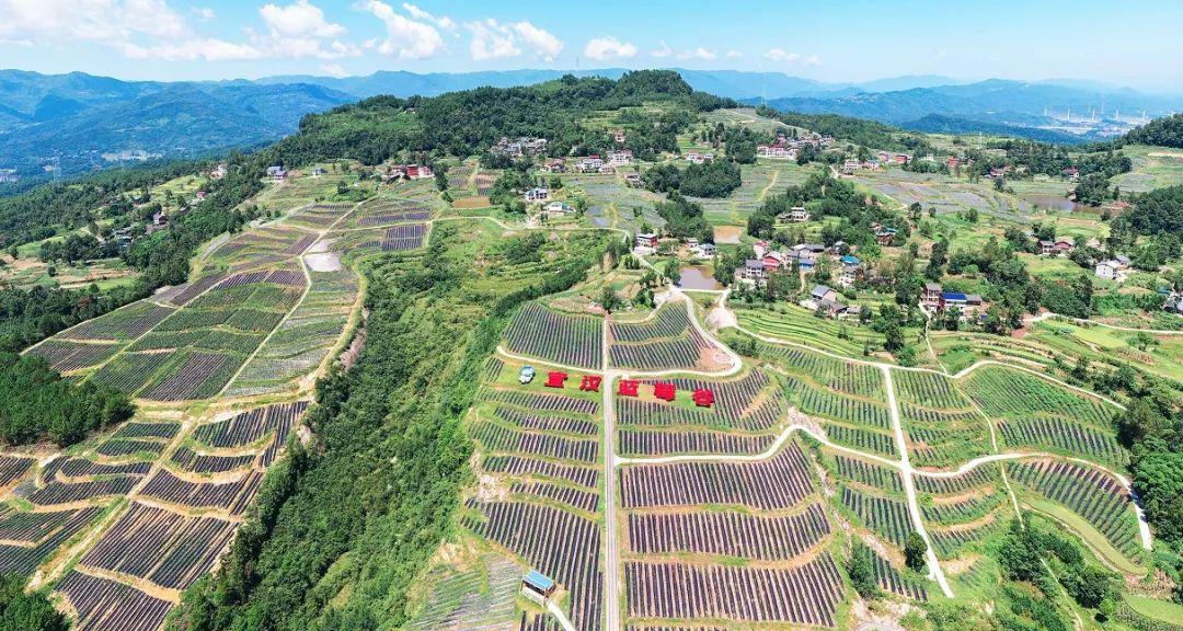 多地试点家庭医生服务，优化基层医疗服务效率