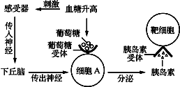 揭秘人体发烧调节系统的奥秘